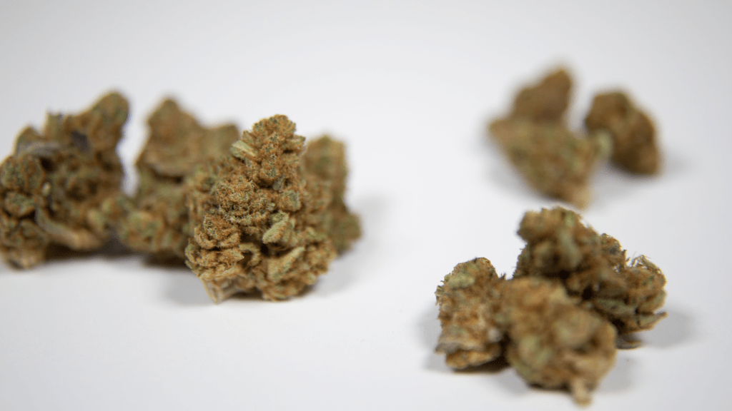 Florida’s 2024 Marijuana Legalization Initiative: What Amendment 3 Could Mean for the Sunshine State